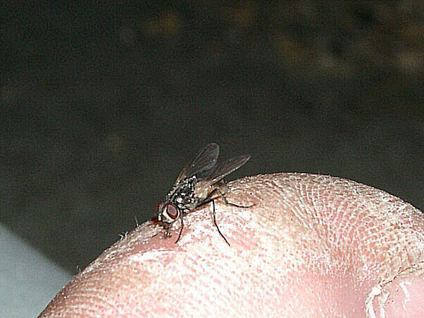 Photo d'une mouche sur un gros orteil