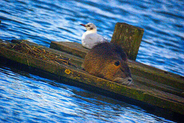 photo d'une mouette et d'un ragondin