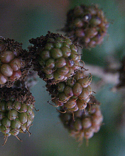 Photo de mûres vertes - fruit