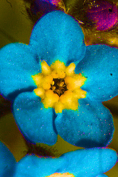 Photo d'une fleur de myosotis.