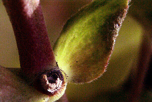 Photo du noeud de la tige d'une plante