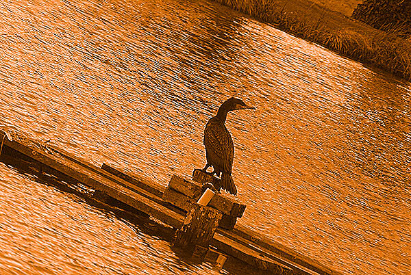 Photo sépia d'un cormoran