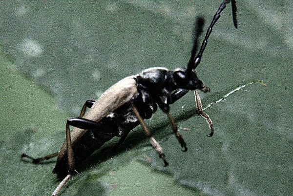 Photo d'un orthoptère - un insecte sautant et volant.
