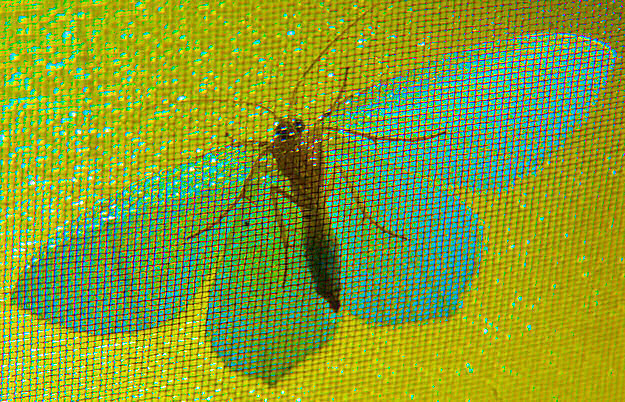 Image numérique d'un papillon bleu