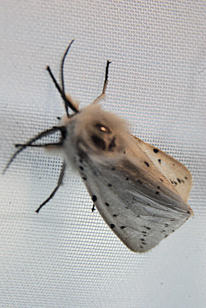 Photo d'un papillon de nuit.