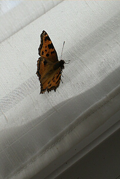 Le papillon et le rideau blanc - Photo