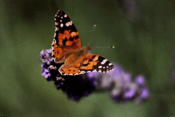 Photo des couleurs d'un papillon