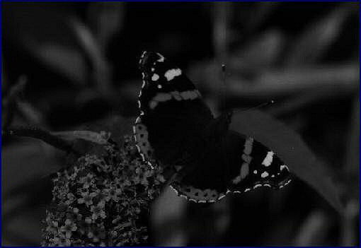 Image d'un papillon - un insecte
