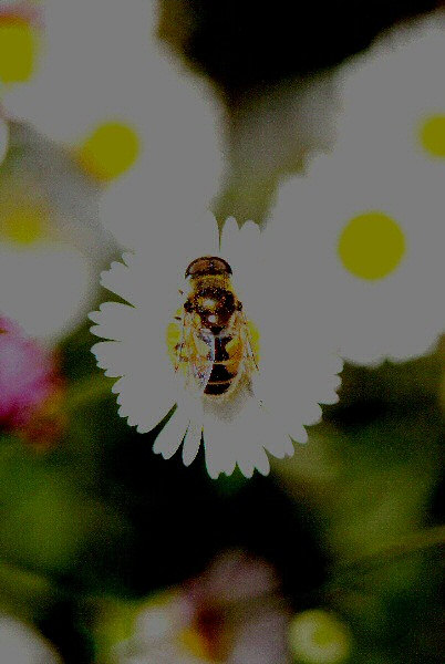 Photo d'une abeille sur une paquerette.