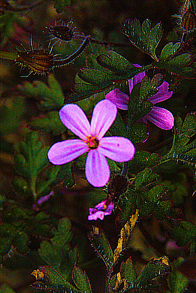 Photo d'une petite fleur mauve.