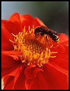 photo d'une abeille - une butineuse