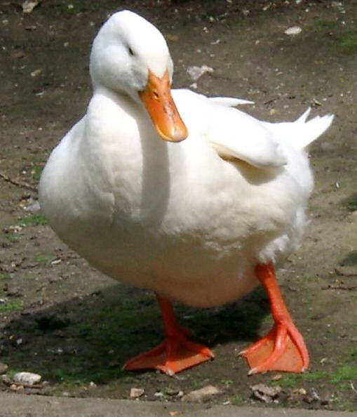 photo d'un canard
