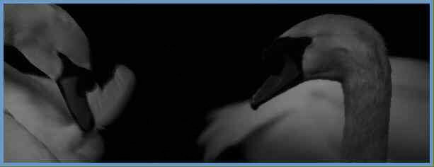 photo en noir et blanc de deux cygnes