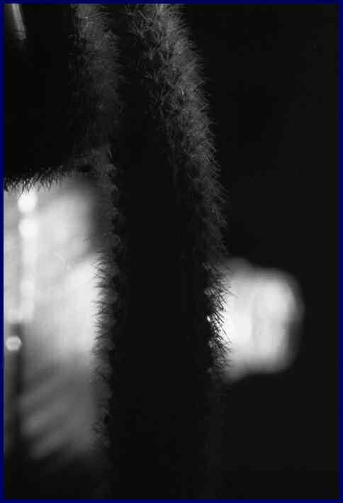 Photo de l'Éden - un cactus en noir et blanc