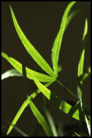 Photo d'une plante d'intérieur, des feuilles