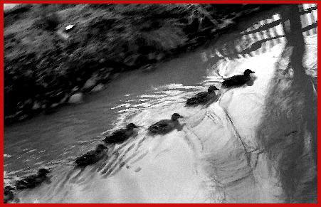 Photo de la mare aux canards.