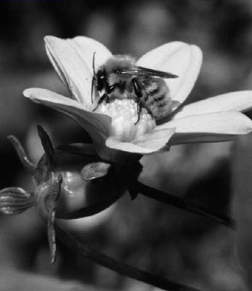 Photo en noir et blanc d'un bourdon.