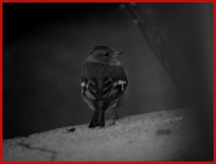 Photo d'un moineau - du noir et blanc