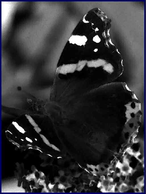 Photo d'un papillon - une petite tortue.