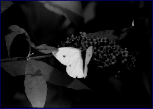 Photo d'un papillon - en noir et blanc.