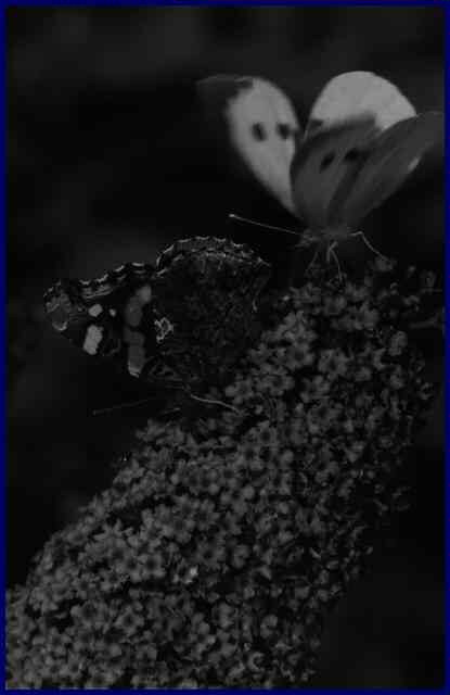 Macrophoto de papillons - du noir et blanc
