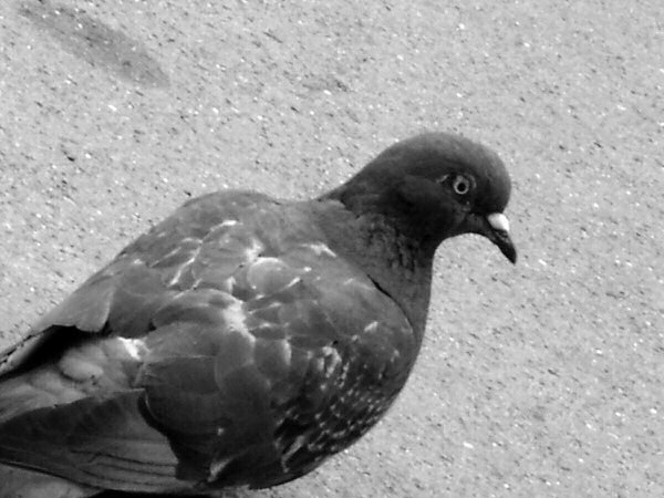 Photo d'un pigeon - en noir et blanc