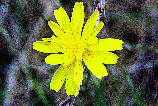 Photo d'une fleur de pissenlit