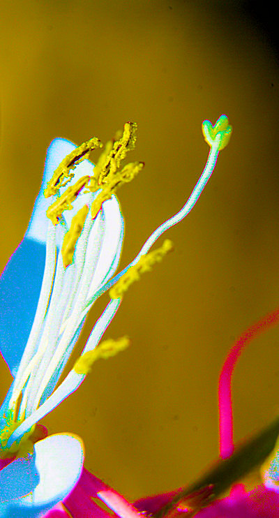 Photo d'étamines et d'un pistil - Le pollen des fleurs