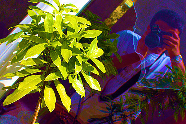 Photo de la belle plante et du photographe - autoportrait