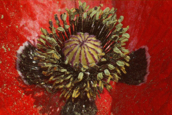 Pollen - Une photo d'étamines et d'une infrutescence de coquelicot