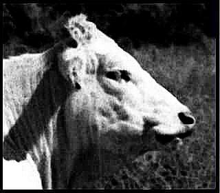 Photo portrait d'un boeuf - en noir et blanc