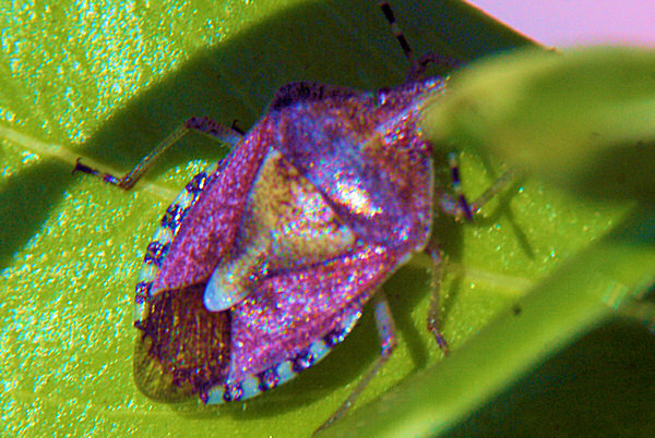 Photo d'une punaise violette, l'insecte