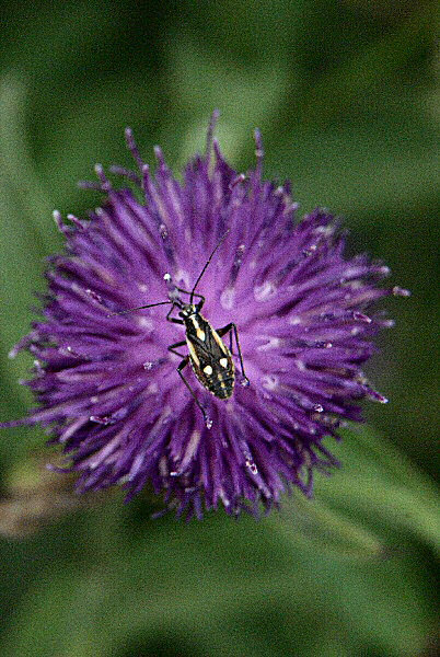 Photo d'une punaise, l'insecte