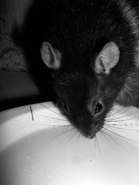photo d'une coupe de lait et d'un rat