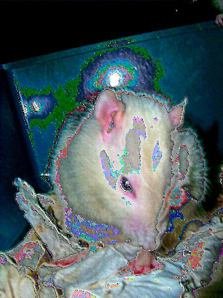Image numérique d'un rat blanc