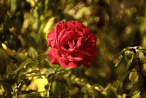 Photo d'une rose