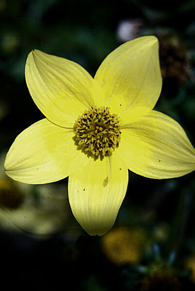 Image d'une fleur en sang.