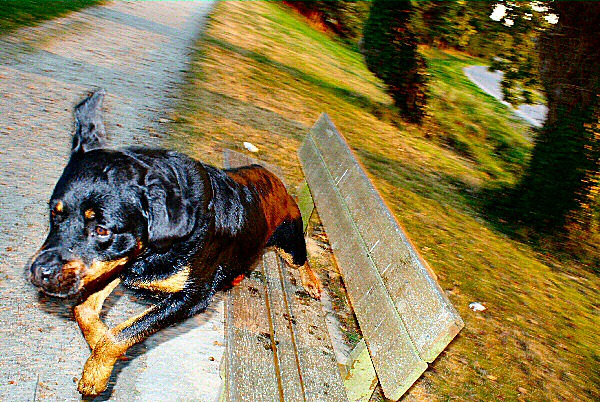 Photo d'un rottweiler - le saut d'un chien