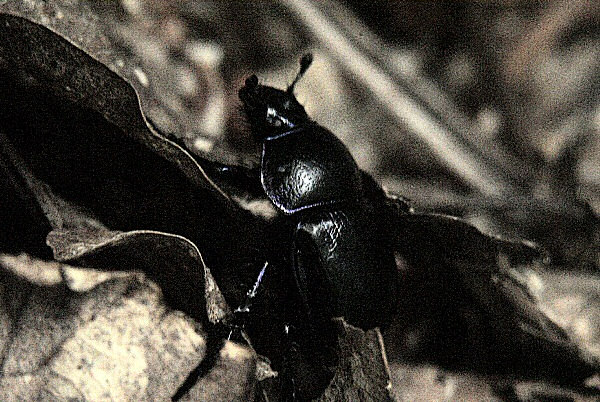 Photo d'un scarabée et des feuilles mortes