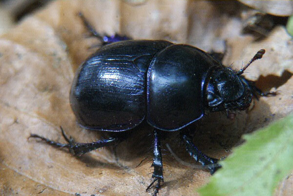 Photo d'un scarabée - Un géotrupe des bois