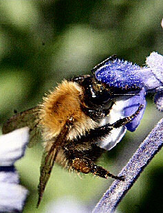 photo d'une abeille - une butineuse