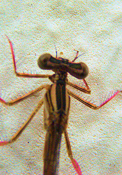 Photo de la t&ecircte d'un insecte - Une libellule