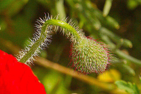 Photo d'un bourgeon de coquelicot et de sa tige.