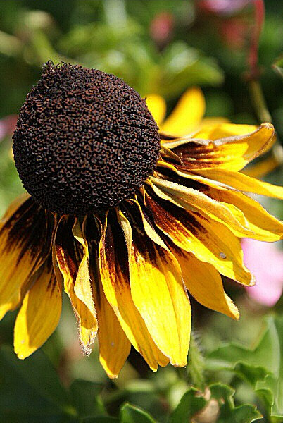 Photo d'une infrutescence ou faux-fruit de tournesol