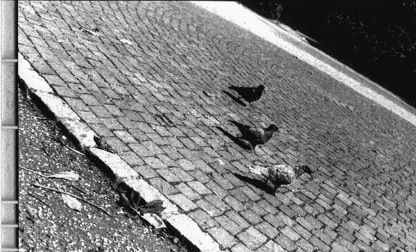 photo de trois pigeons - en noir et blanc