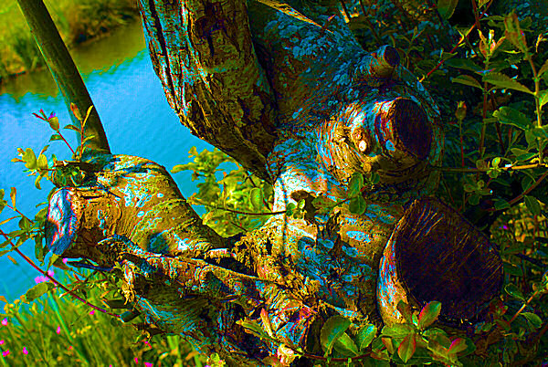 Photo du tronc d'un arbre bleu