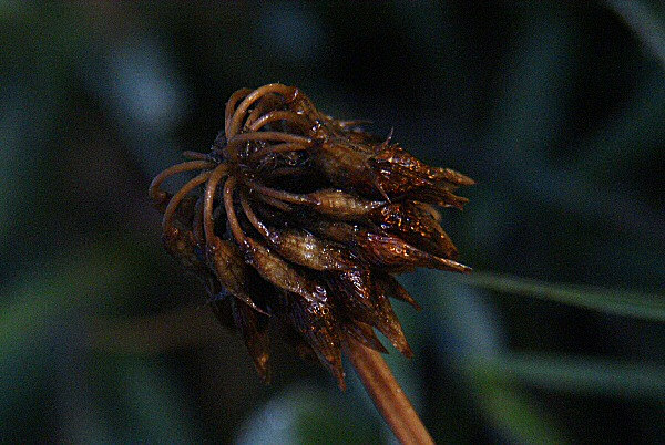 Un trèfle rampant - Photo d'une vieille fleur