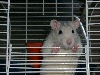 photo d'un amour de rat