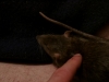 photo d'un rat, le crpuscule d'une vie