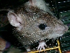 photo d'un rat à la t&ecircte brune